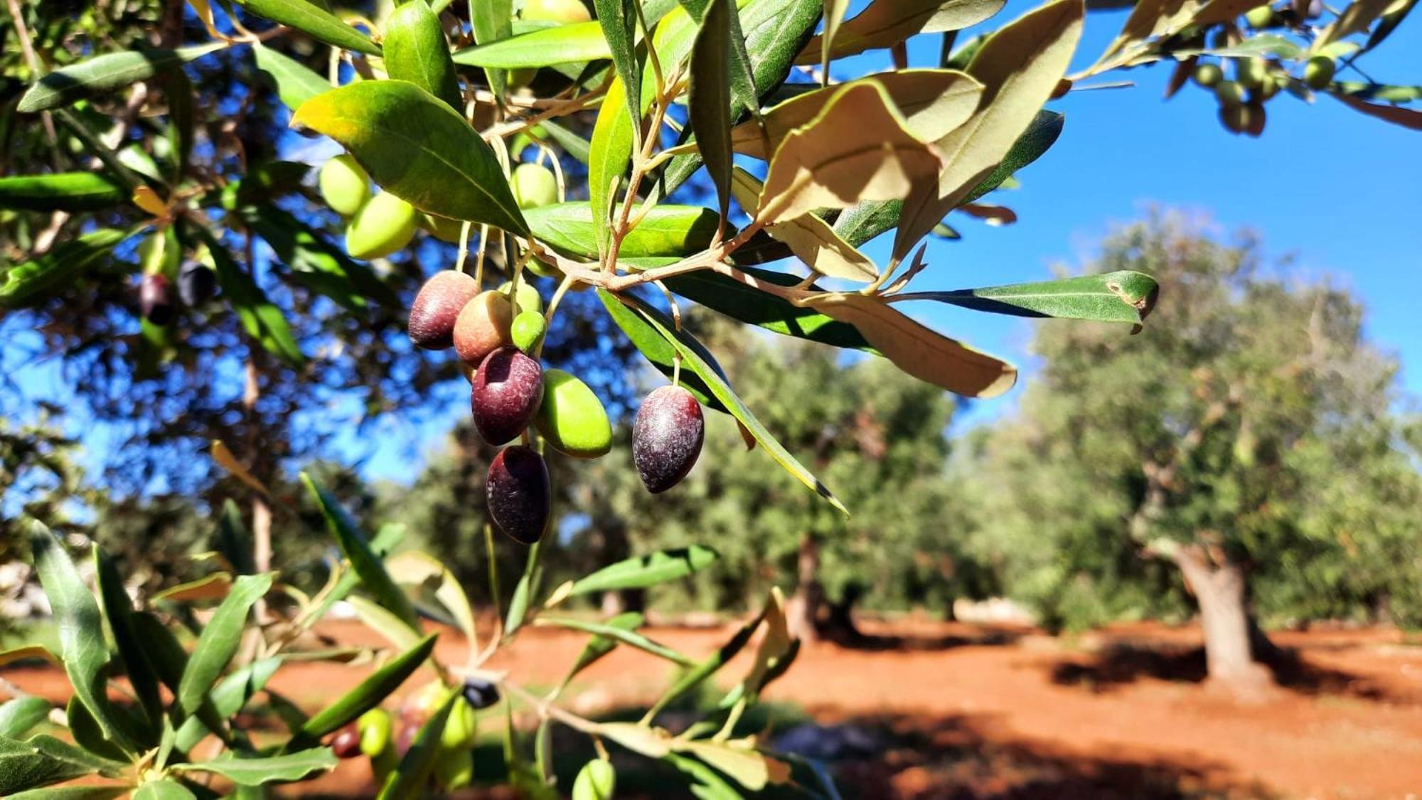 Tenuta La Pomona Ostuni Exterior foto